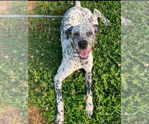 Dalmatian-Unknown Mix Dogs for adoption in Rustburg, VA, USA