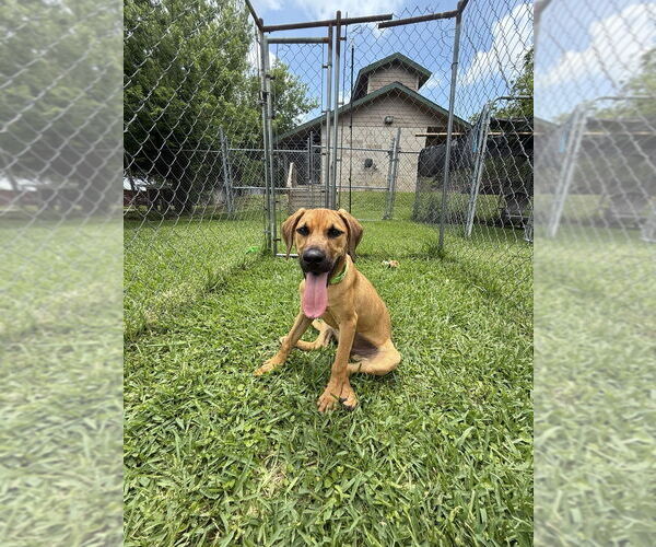 Medium Photo #6 Mutt Puppy For Sale in San Leon, TX, USA