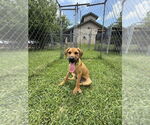 Small #5 Mutt