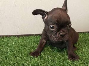 French Bulldog Puppy for sale in CHARLESTON, SC, USA