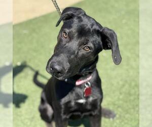Medium Labrador Retriever Mix