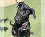 Small Labrador Retriever Mix