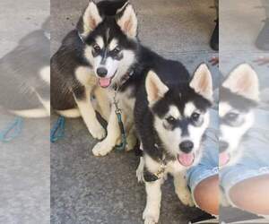 Alaskan Husky Puppy for sale in WESTMINSTER, CA, USA