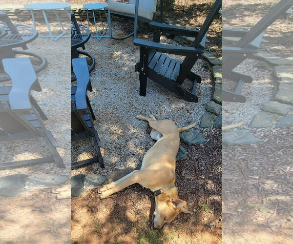 Medium Photo #4 American Pit Bull Terrier-Labrador Retriever Mix Puppy For Sale in Holly Springs, NC, USA