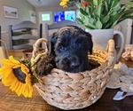 Small Photo #19 Goldendoodle Puppy For Sale in LOUISA, VA, USA