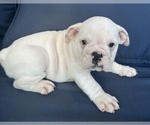 Puppy Pearl English Bulldog