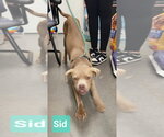 Small #2 Weimaraner Mix
