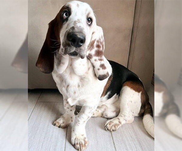 Medium Photo #1 Basset Hound Puppy For Sale in Deepwater, NJ, USA