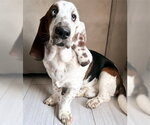 Small Basset Hound