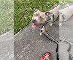 Small #3 American Pit Bull Terrier