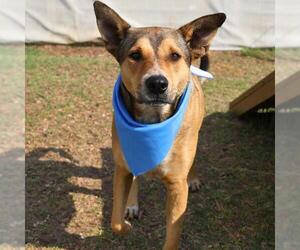 American Staffordshire Terrier-Unknown Mix Dogs for adoption in San Antonio, TX, USA