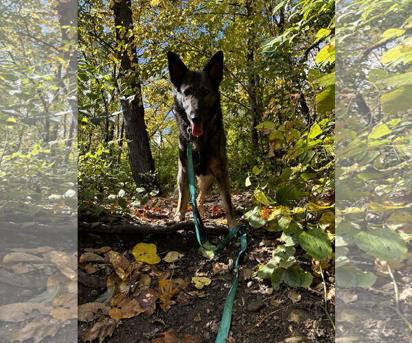 Medium Photo #1 German Shepherd Dog Puppy For Sale in Kankakee, IL, USA