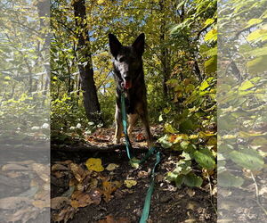 German Shepherd Dog Dogs for adoption in Kankakee, IL, USA