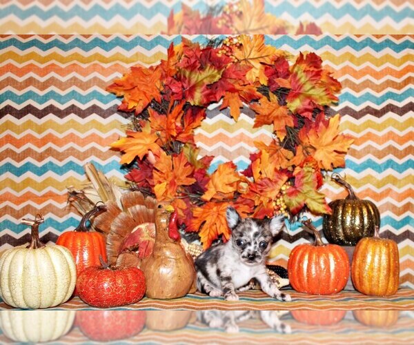 Medium Photo #20 Chihuahua Puppy For Sale in CHARLESTON, AR, USA