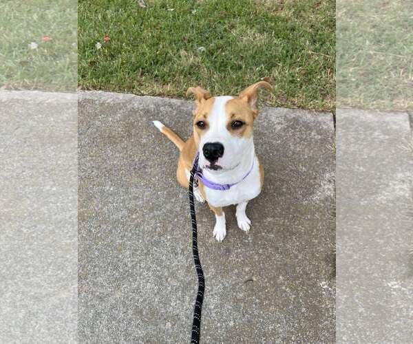 Medium Photo #1 American Staffordshire Terrier-Unknown Mix Puppy For Sale in Holly Springs, NC, USA