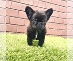 Small Photo #11 French Bulldog Puppy For Sale in AUSTIN, TX, USA