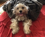 Small Photo #1 Morkie Puppy For Sale in NAUGATUCK, CT, USA