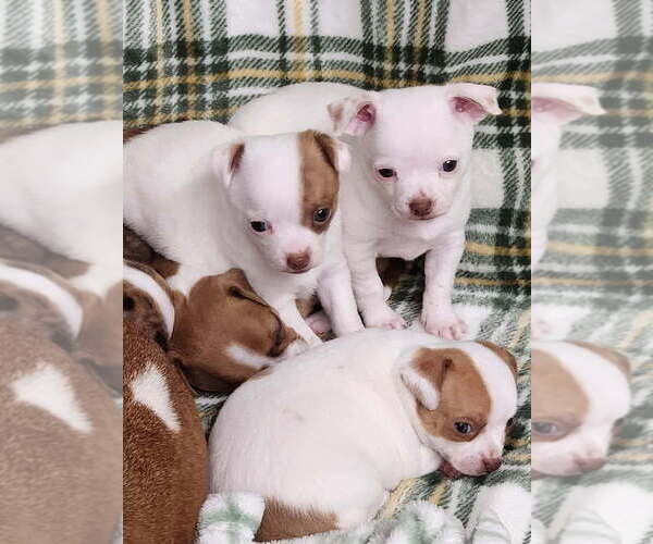 Medium Photo #1 Chihuahua Puppy For Sale in MOUNT AIRY, NC, USA
