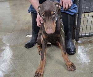 Doberman Pinscher Puppy for sale in COLUMBIA CITY, IN, USA