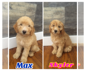 Miniature Labradoodle Puppy for sale in DOYLESTOWN, PA, USA
