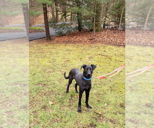 Buddy - Male Mutt Dog for Adoption - Photo #4