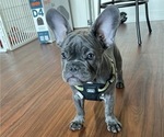 Small Photo #1 French Bulldog Puppy For Sale in PALATINE, IL, USA