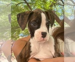 Puppy Male 2 Boxer