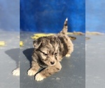 Small Photo #19 Australian Shepherd-Saint Bernard Mix Puppy For Sale in BAKERSFIELD, CA, USA