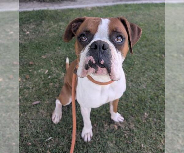 Medium Photo #1 Boxer Puppy For Sale in Redlands, CA, USA