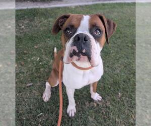 Boxer Dogs for adoption in Redlands, CA, USA
