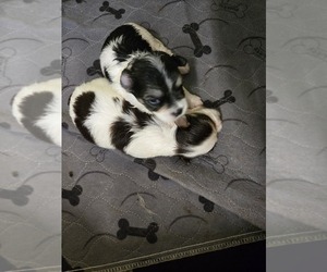 Morkie Puppy for sale in CORNERSVILLE, TN, USA