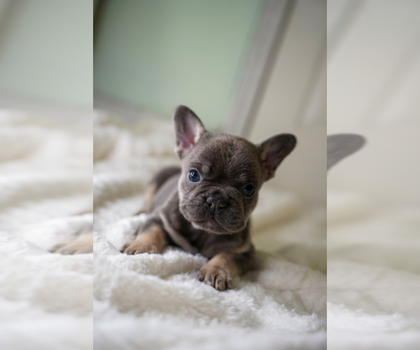 Medium Photo #2 French Bulldog Puppy For Sale in MIAMI BEACH, FL, USA