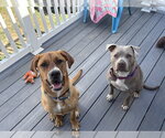 Small #37 American Staffordshire Terrier Mix
