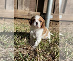 Puppy 2 Cavalier King Charles Spaniel