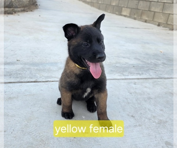 Medium Photo #17 Belgian Malinois Puppy For Sale in HIGHLAND, CA, USA