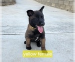 Small Photo #17 Belgian Malinois Puppy For Sale in HIGHLAND, CA, USA