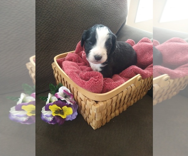 Medium Photo #18 Bernedoodle Puppy For Sale in CALHAN, CO, USA