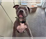 Small American Staffordshire Terrier Mix