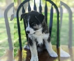 Small Photo #18 Siberian Husky Puppy For Sale in TONOPAH, NV, USA