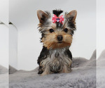 Small #3 Yorkshire Terrier