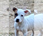 Small #4 American Bulldog-Staffordshire Bull Terrier Mix