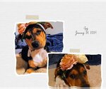 Small Photo #10 American Staffordshire Terrier-Unknown Mix Puppy For Sale in Wenonah, NJ, USA
