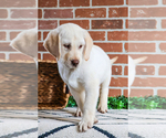 Small #7 Labrador Retriever