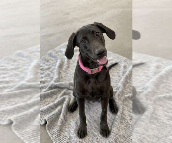 Medium Photo #3 Mutt Puppy For Sale in Genesee, WI, USA
