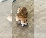 Small #5 Siberian Husky Mix