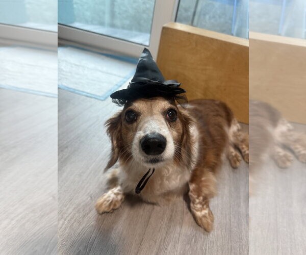 Medium Photo #3 Dachshund Puppy For Sale in Tampa, FL, USA