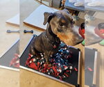 Small #5 Doberman Pinscher