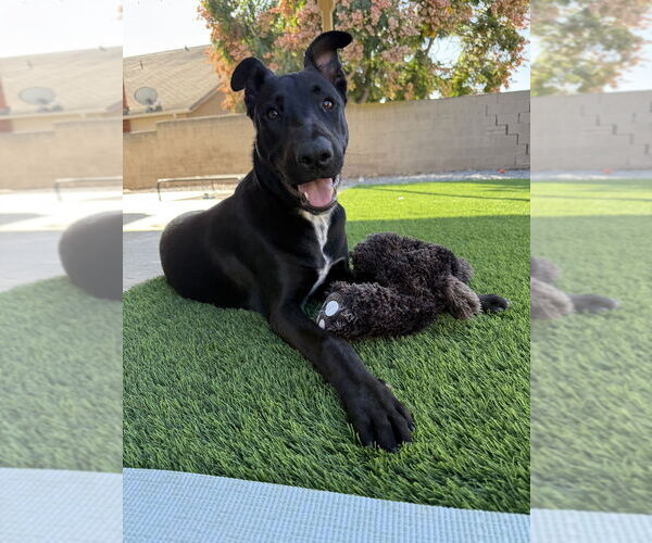 Medium Photo #2 Labrador Retriever-Unknown Mix Puppy For Sale in San Diego, CA, USA