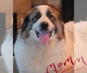 Mother of the Anatolian Shepherd-Great Pyrenees Mix puppies born on 03/10/2023