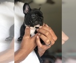 Puppy 2 French Bulldog